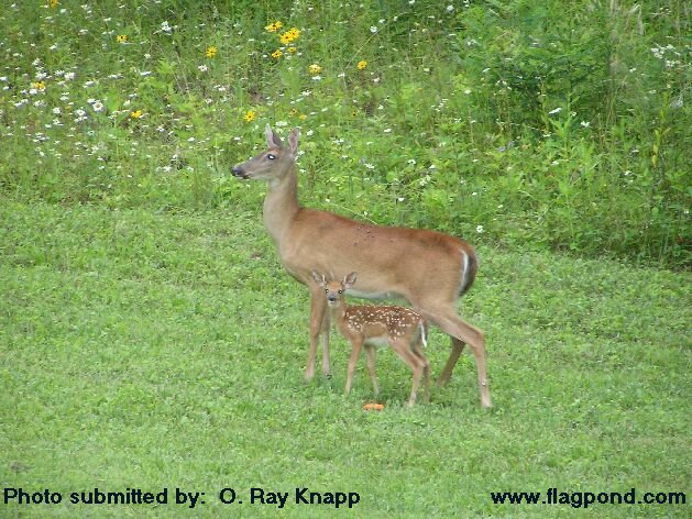 Doe and her fawn 