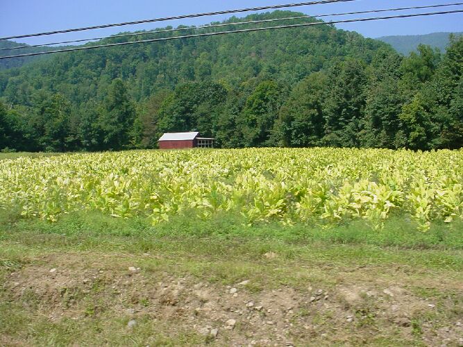 A field of tobacco.