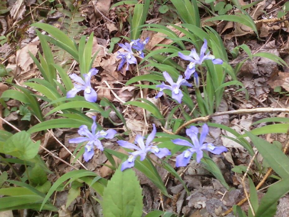Dwarf Blue Flag Iris